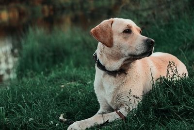 Dog looking away on field