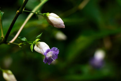 Close-up of purple flowering plant