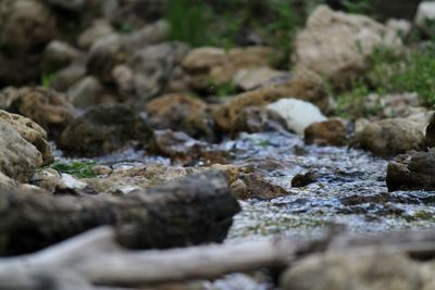 Surface level of moss on rocks