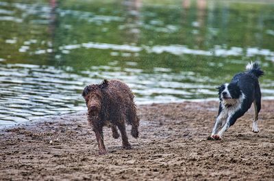 Two dogs running on wet land