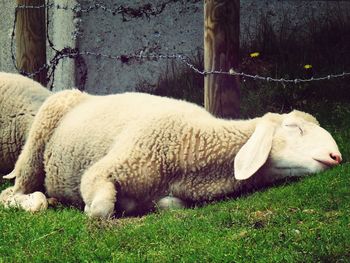 Sheep relaxing on grassy field