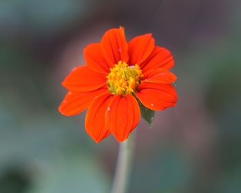 Close-up of orange flower