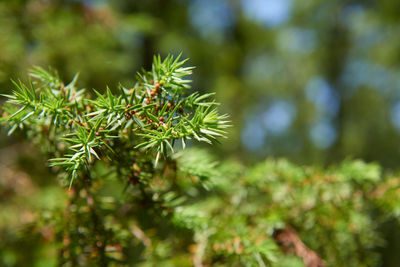 Close-up of pine tree