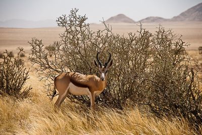 Springbok on grassy field during sunny day