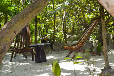 Scenic view of palm trees in forest