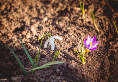 Close-up of purple crocus flowers on field