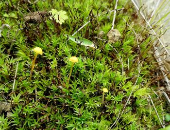 High angle view of plants growing on field