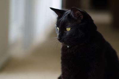 Close-up of black cat