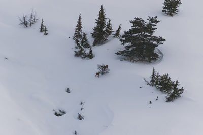 snow