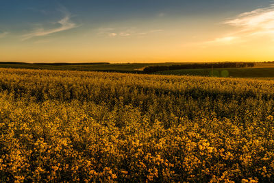 Rapeseed Field