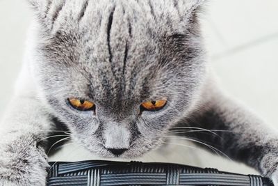 Close-up portrait of a cat