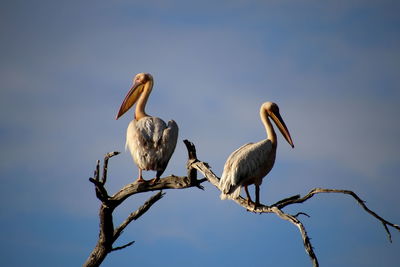 Pelicans on a tree