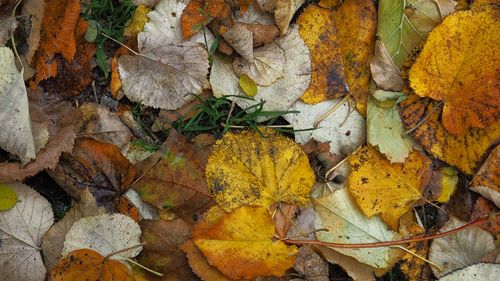 Close-up of dry autumn leaves