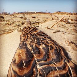 Close-up of animal on sand