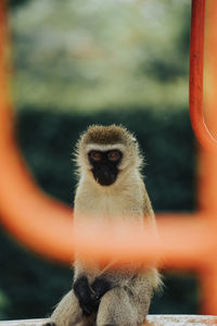 Close-up of monkey