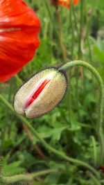 Close-up of red poppy flower