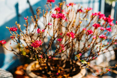 Close-up of flowers against blurred background