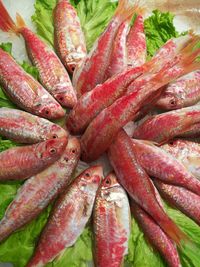 Full frame shot of fish in plate