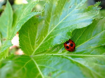 Close-up of ladybug on leaf