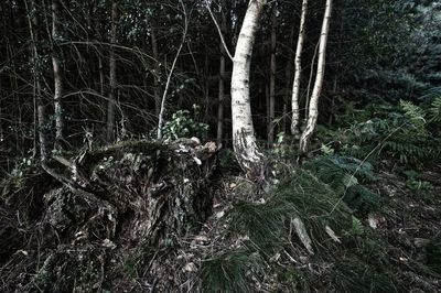 Bare trees in forest