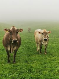 Cows on field