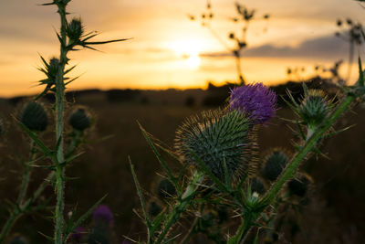 Close-up of thistle in field against sky during sunset