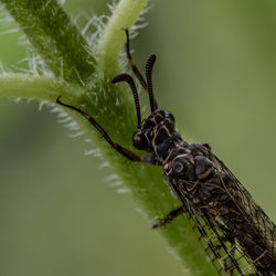 Close-up of insect on plant