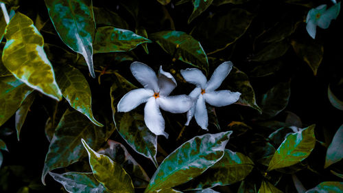 Close-up of white flowering plant