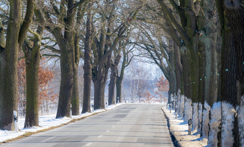 Road amidst trees in brandenburg during winter