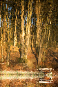 Reflection of tree in puddle