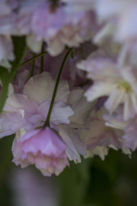 Close-up of flowers blooming outdoors