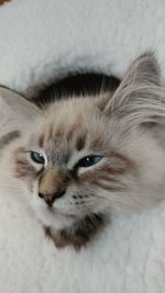 Close-up portrait of cat at home