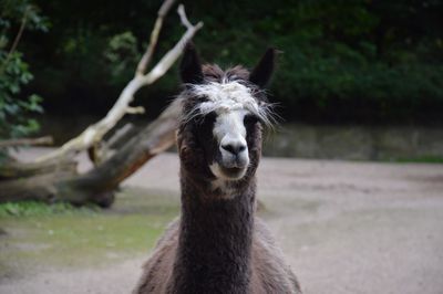 Close-up portrait of sheep on field