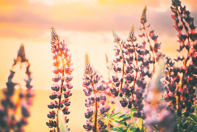 Close-up of plants on field against sky during sunset