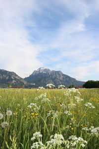 Scenic view of flowering plants on field against sky