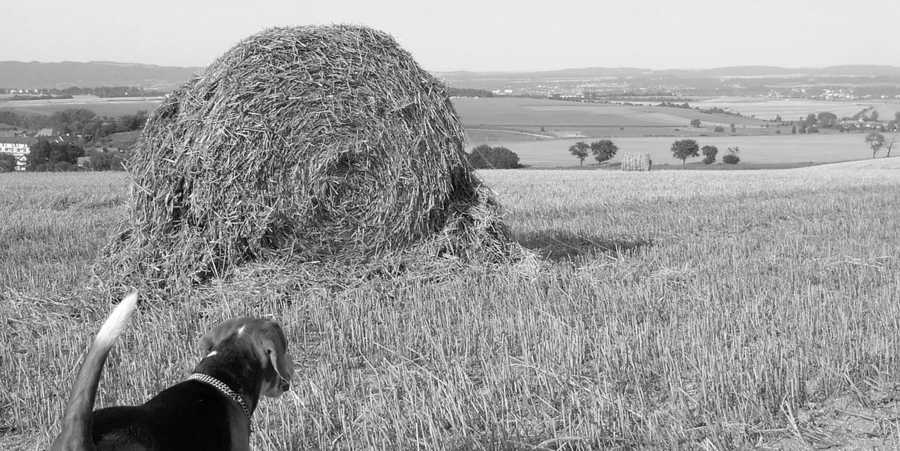 field, landscape, one person, day, real people, hay, outdoors, grass, nature, men, domestic animals, hay bale, sky, beauty in nature, mammal, people