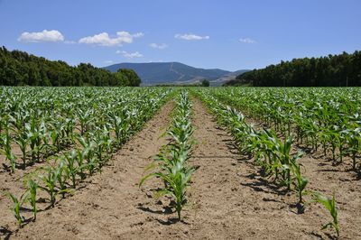 Scenic view of agricultural field against sky