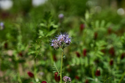 Close-up of purple flowering plant on field