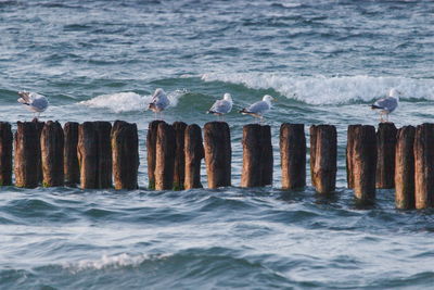 View of seagulls on beach