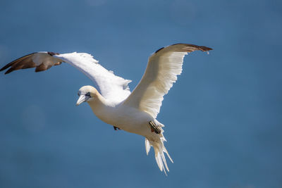 Low angle view of seagull flying