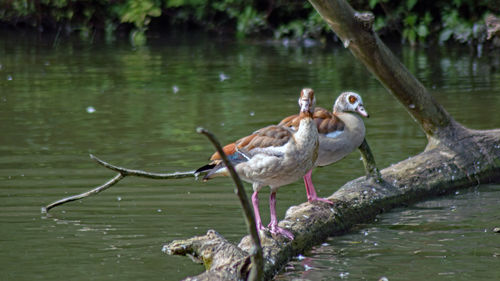 Birds perching on tree over lake