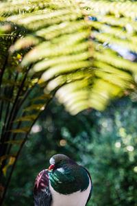 Close-up of forest pigeon bird perching on branch under fern leaf 