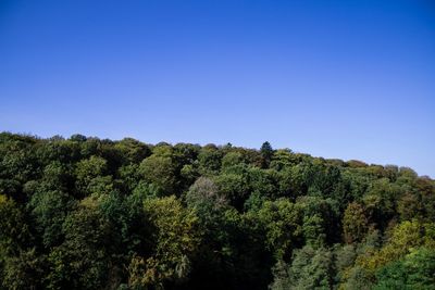 Low angle view of trees against blue sky