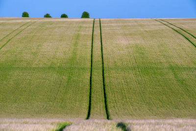 Scenic view of agricultural field against sky