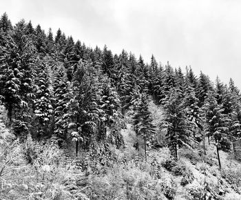 Snow covered trees in forest against sky