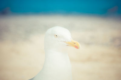 Close-up of seagull