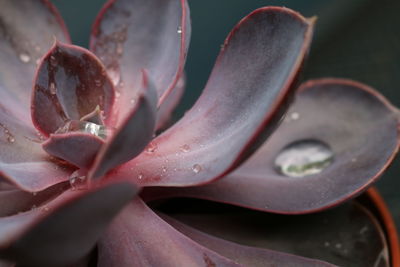 Close-up of raindrops on pink rose flower