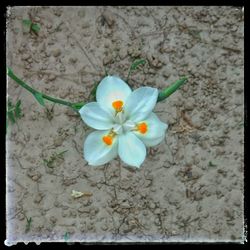 High angle view of flowering plant