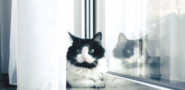 Portrait of cat by window at home