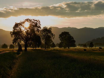 Trees on field against sky during sunset